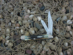 Case Collectors Club 2002 Burnt Moss Bone Peanut with TruSharp steel 6220 01522