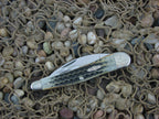 Case Collectors Club 2002 Burnt Moss Bone Seahorse Whittler with TruSharp steel 6355 01523 B